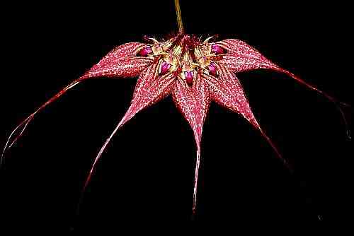 Bulbophyllum rothschildianum